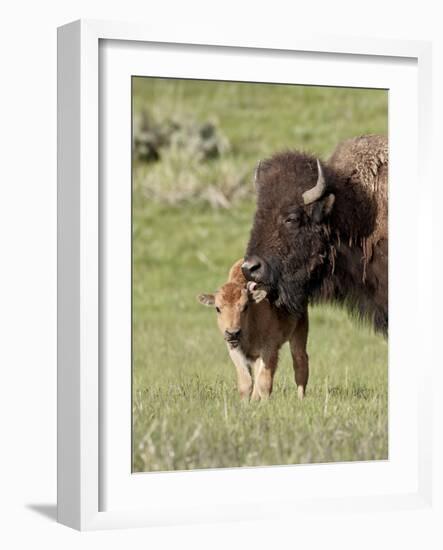 Bison (Bison Bison) Cow Cleaning Her Calf, Yellowstone National Park, Wyoming, USA, North America-James Hager-Framed Photographic Print