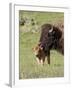 Bison (Bison Bison) Cow Cleaning Her Calf, Yellowstone National Park, Wyoming, USA, North America-James Hager-Framed Photographic Print