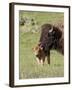 Bison (Bison Bison) Cow Cleaning Her Calf, Yellowstone National Park, Wyoming, USA, North America-James Hager-Framed Photographic Print