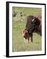 Bison (Bison Bison) Cow Cleaning Her Calf, Yellowstone National Park, Wyoming, USA, North America-James Hager-Framed Photographic Print