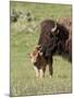 Bison (Bison Bison) Cow Cleaning Her Calf, Yellowstone National Park, Wyoming, USA, North America-James Hager-Mounted Photographic Print