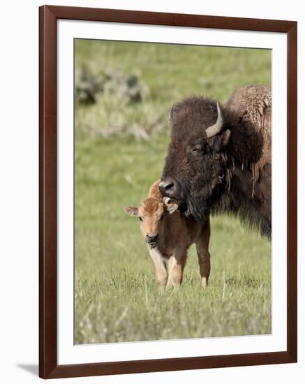 Bison (Bison Bison) Cow Cleaning Her Calf, Yellowstone National Park, Wyoming, USA, North America-James Hager-Framed Photographic Print