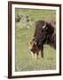 Bison (Bison Bison) Cow Cleaning Her Calf, Yellowstone National Park, Wyoming, USA, North America-James Hager-Framed Photographic Print