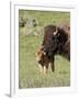 Bison (Bison Bison) Cow Cleaning Her Calf, Yellowstone National Park, Wyoming, USA, North America-James Hager-Framed Photographic Print