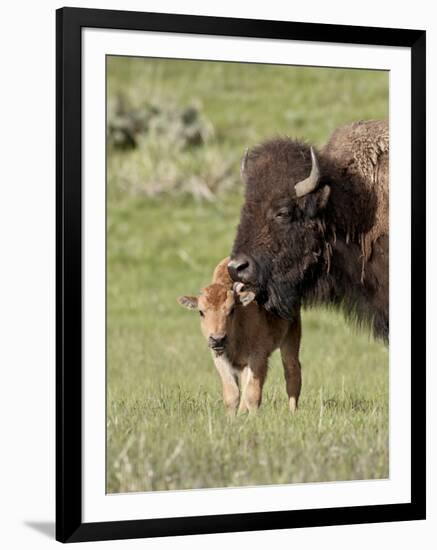 Bison (Bison Bison) Cow Cleaning Her Calf, Yellowstone National Park, Wyoming, USA, North America-James Hager-Framed Photographic Print
