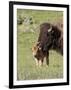 Bison (Bison Bison) Cow Cleaning Her Calf, Yellowstone National Park, Wyoming, USA, North America-James Hager-Framed Photographic Print