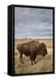 Bison (Bison Bison) Cow, Custer State Park, South Dakota, United States of America, North America-James Hager-Framed Stretched Canvas