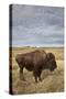 Bison (Bison Bison) Cow, Custer State Park, South Dakota, United States of America, North America-James Hager-Stretched Canvas