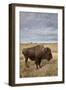 Bison (Bison Bison) Cow, Custer State Park, South Dakota, United States of America, North America-James Hager-Framed Photographic Print