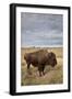 Bison (Bison Bison) Cow, Custer State Park, South Dakota, United States of America, North America-James Hager-Framed Photographic Print