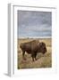 Bison (Bison Bison) Cow, Custer State Park, South Dakota, United States of America, North America-James Hager-Framed Photographic Print