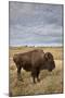 Bison (Bison Bison) Cow, Custer State Park, South Dakota, United States of America, North America-James Hager-Mounted Photographic Print