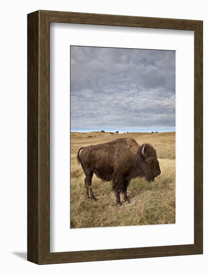 Bison (Bison Bison) Cow, Custer State Park, South Dakota, United States of America, North America-James Hager-Framed Photographic Print