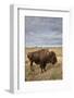 Bison (Bison Bison) Cow, Custer State Park, South Dakota, United States of America, North America-James Hager-Framed Photographic Print