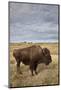 Bison (Bison Bison) Cow, Custer State Park, South Dakota, United States of America, North America-James Hager-Mounted Photographic Print