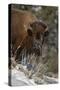 Bison (Bison Bison) Cow Eating in the Winter-James Hager-Stretched Canvas