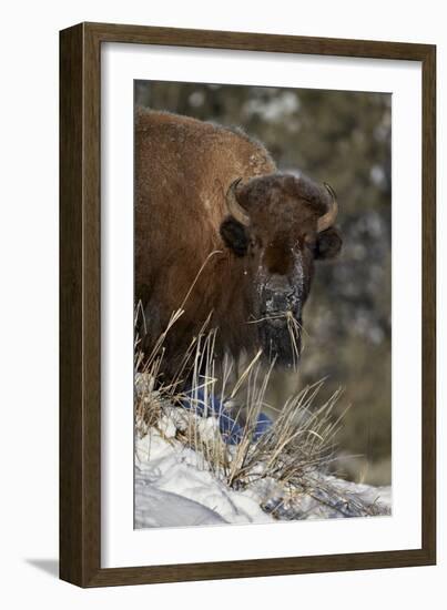 Bison (Bison Bison) Cow Eating in the Winter-James Hager-Framed Photographic Print