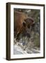 Bison (Bison Bison) Cow Eating in the Winter-James Hager-Framed Photographic Print