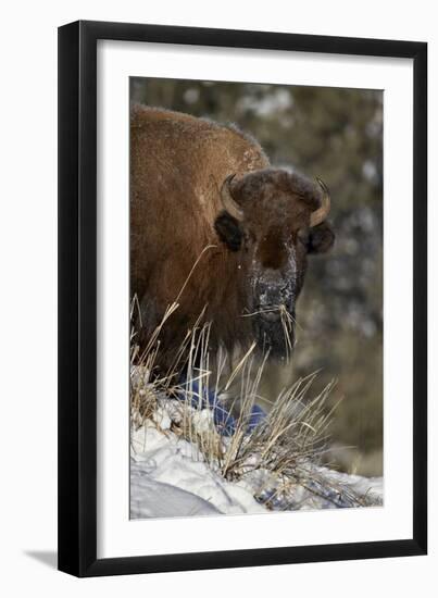 Bison (Bison Bison) Cow Eating in the Winter-James Hager-Framed Photographic Print