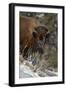 Bison (Bison Bison) Cow Eating in the Winter-James Hager-Framed Photographic Print