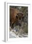 Bison (Bison Bison) Cow Eating in the Winter-James Hager-Framed Photographic Print