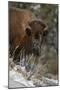 Bison (Bison Bison) Cow Eating in the Winter-James Hager-Mounted Photographic Print