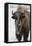 Bison (Bison Bison) Cow in the Winter-James Hager-Framed Stretched Canvas