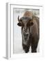 Bison (Bison Bison) Cow in the Winter-James Hager-Framed Photographic Print