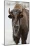 Bison (Bison Bison) Cow in the Winter-James Hager-Mounted Photographic Print