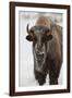 Bison (Bison Bison) Cow in the Winter-James Hager-Framed Photographic Print