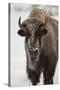 Bison (Bison Bison) Cow in the Winter-James Hager-Stretched Canvas