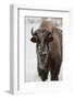 Bison (Bison Bison) Cow in the Winter-James Hager-Framed Photographic Print