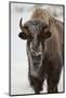 Bison (Bison Bison) Cow in the Winter-James Hager-Mounted Photographic Print