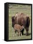 Bison (Bison Bison) Cow Nursing Her Calf, Yellowstone National Park, Wyoming, USA, North America-James Hager-Framed Stretched Canvas