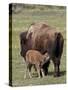 Bison (Bison Bison) Cow Nursing Her Calf, Yellowstone National Park, Wyoming, USA, North America-James Hager-Stretched Canvas