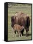 Bison (Bison Bison) Cow Nursing Her Calf, Yellowstone National Park, Wyoming, USA, North America-James Hager-Framed Stretched Canvas