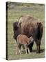 Bison (Bison Bison) Cow Nursing Her Calf, Yellowstone National Park, Wyoming, USA, North America-James Hager-Stretched Canvas