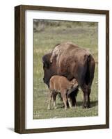 Bison (Bison Bison) Cow Nursing Her Calf, Yellowstone National Park, Wyoming, USA, North America-James Hager-Framed Photographic Print