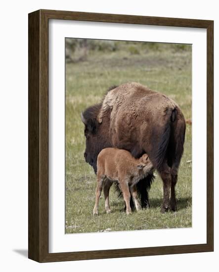 Bison (Bison Bison) Cow Nursing Her Calf, Yellowstone National Park, Wyoming, USA, North America-James Hager-Framed Photographic Print