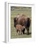 Bison (Bison Bison) Cow Nursing Her Calf, Yellowstone National Park, Wyoming, USA, North America-James Hager-Framed Photographic Print