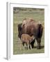 Bison (Bison Bison) Cow Nursing Her Calf, Yellowstone National Park, Wyoming, USA, North America-James Hager-Framed Photographic Print