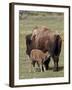 Bison (Bison Bison) Cow Nursing Her Calf, Yellowstone National Park, Wyoming, USA, North America-James Hager-Framed Photographic Print