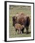 Bison (Bison Bison) Cow Nursing Her Calf, Yellowstone National Park, Wyoming, USA, North America-James Hager-Framed Photographic Print