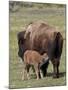 Bison (Bison Bison) Cow Nursing Her Calf, Yellowstone National Park, Wyoming, USA, North America-James Hager-Mounted Photographic Print