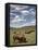 Bison (Bison Bison) Cows Grazing, Yellowstone Nat'l Park, UNESCO World Heritage Site, Wyoming, USA-James Hager-Framed Stretched Canvas