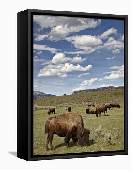 Bison (Bison Bison) Cows Grazing, Yellowstone Nat'l Park, UNESCO World Heritage Site, Wyoming, USA-James Hager-Framed Stretched Canvas