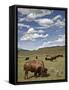 Bison (Bison Bison) Cows Grazing, Yellowstone Nat'l Park, UNESCO World Heritage Site, Wyoming, USA-James Hager-Framed Stretched Canvas