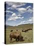 Bison (Bison Bison) Cows Grazing, Yellowstone Nat'l Park, UNESCO World Heritage Site, Wyoming, USA-James Hager-Stretched Canvas
