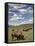 Bison (Bison Bison) Cows Grazing, Yellowstone Nat'l Park, UNESCO World Heritage Site, Wyoming, USA-James Hager-Framed Stretched Canvas