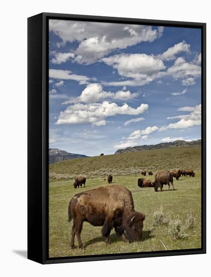 Bison (Bison Bison) Cows Grazing, Yellowstone Nat'l Park, UNESCO World Heritage Site, Wyoming, USA-James Hager-Framed Stretched Canvas